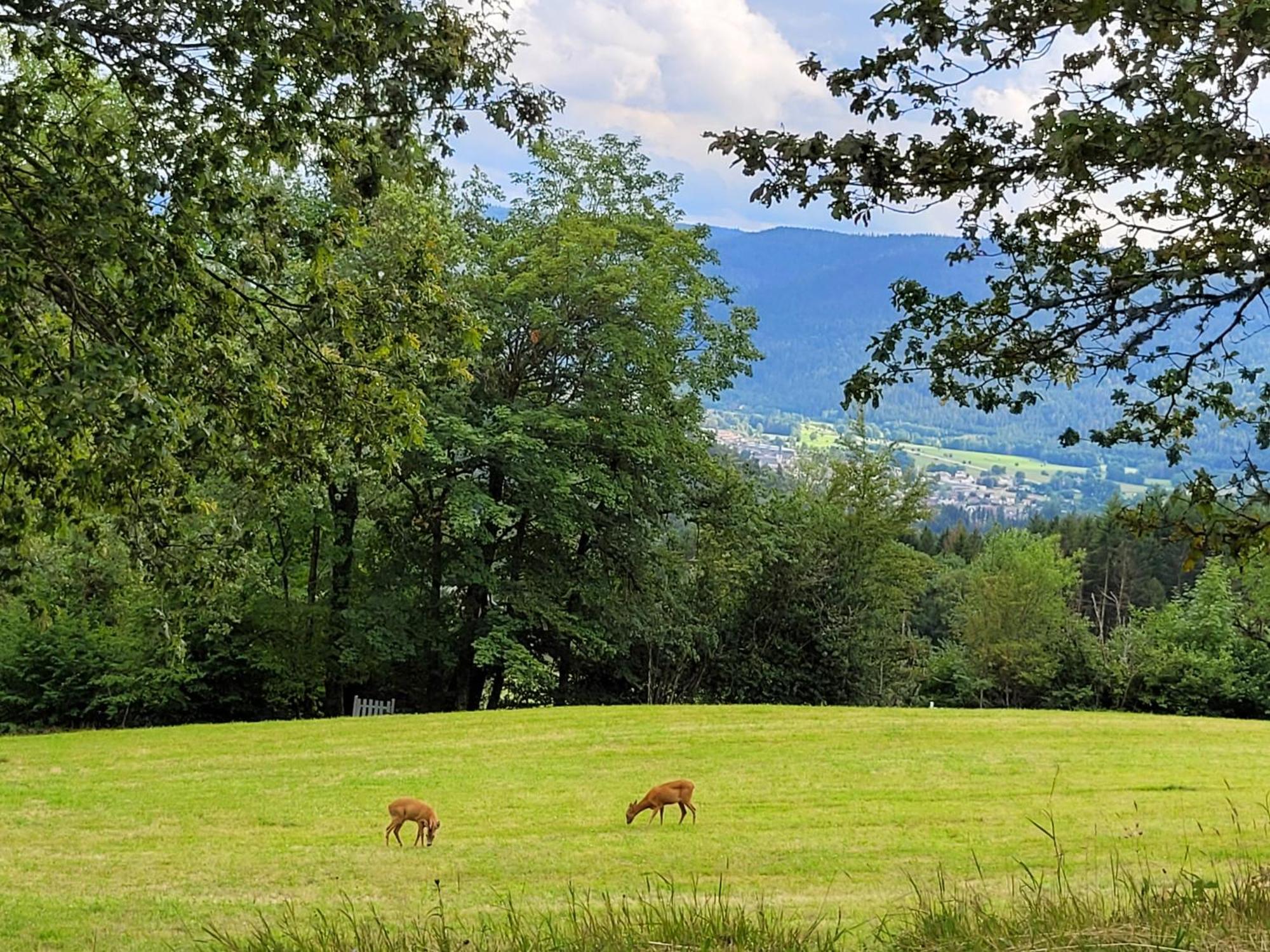 Appartement Chaleureux Au Coeur Des Hautes Vosges فينترون المظهر الخارجي الصورة